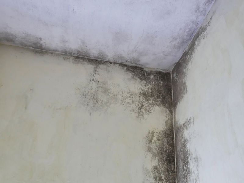 Attic Mold Remediation in Fort Lauderdale, FL