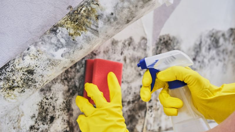 Mold Cleanup Service in Fort Lauderdale, FL