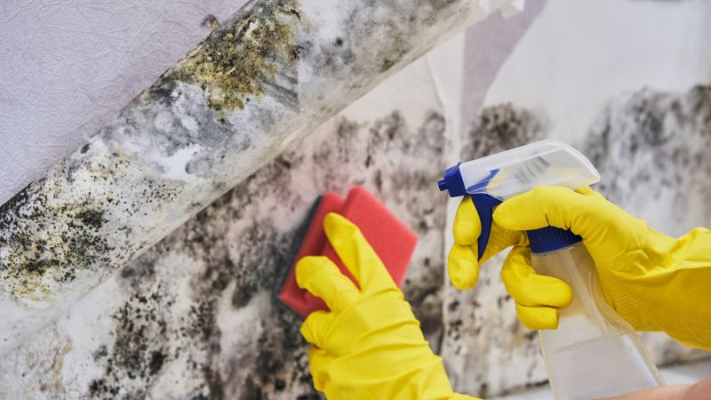 Mold Detection Service