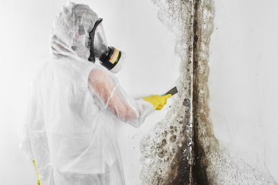 White Mold Mitigation in Broward County, FL
